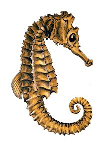 Hippocampus hippocampus Gervais