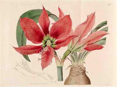 Hippeastrum aulicum 444