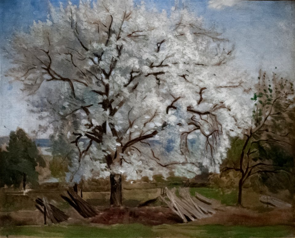 Hill - Apple Tree in Blossom
