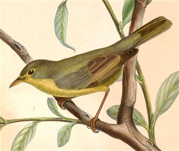 Hippolais polyglotta 1849