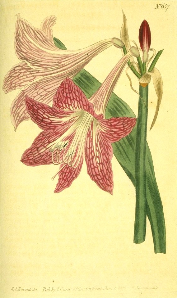 Hippeastrum reticulatum1EDWARDS