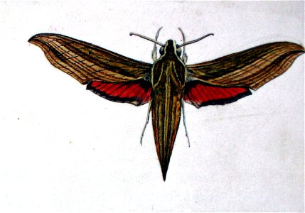 Hippotion eson00
