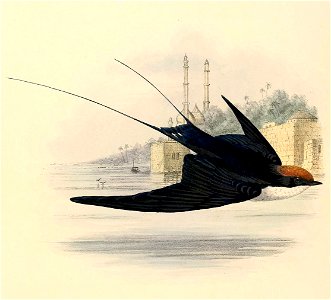 Hirundo smithii 1894