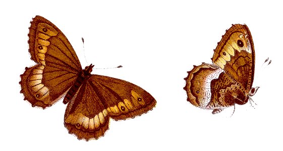 Hipparchia alcyone - Kleiner Waldportier
