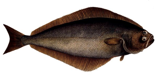 Hippoglossus hippoglossus1
