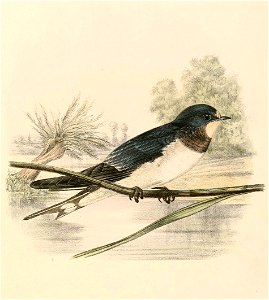 Hirundo rustica jeune 1894. Free illustration for personal and commercial use.