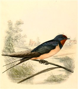 Hirundo rustica 1894. Free illustration for personal and commercial use.