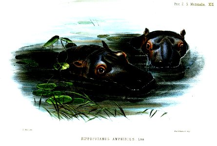 HippopotamusWolf