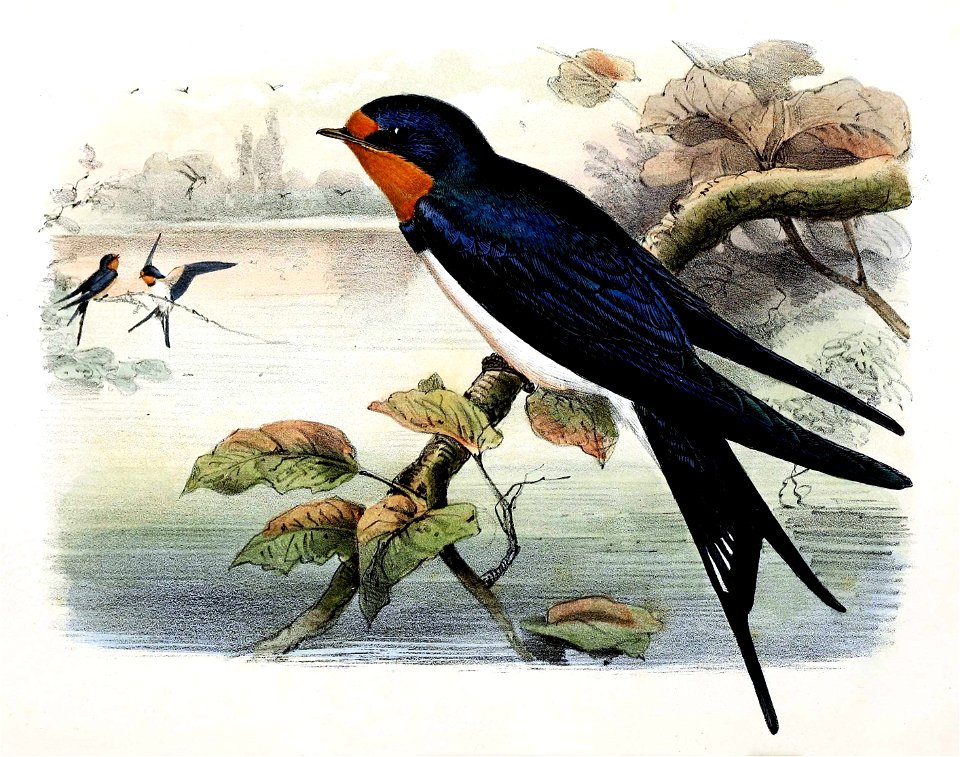 Hirundo rustica 1869