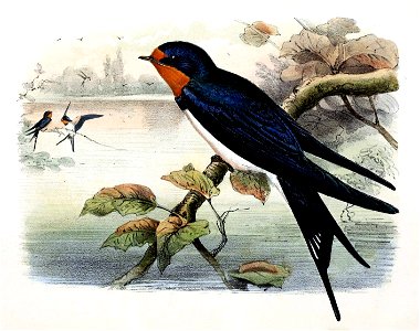 Hirundo rustica 1869