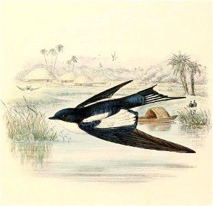 Hirundo leucosoma 1894. Free illustration for personal and commercial use.