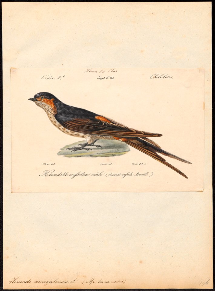 Hirundo senegalensis - 1842-1848 - Print - Iconographia Zoologica - Special Collections University of Amsterdam - UBA01 IZ16700143