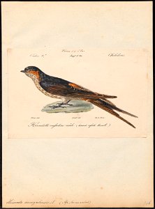 Hirundo senegalensis - 1842-1848 - Print - Iconographia Zoologica - Special Collections University of Amsterdam - UBA01 IZ16700143