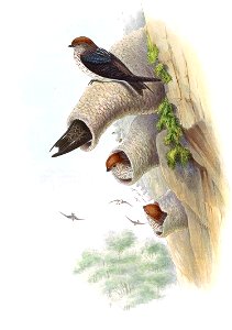 HirundoFluvicolaGould