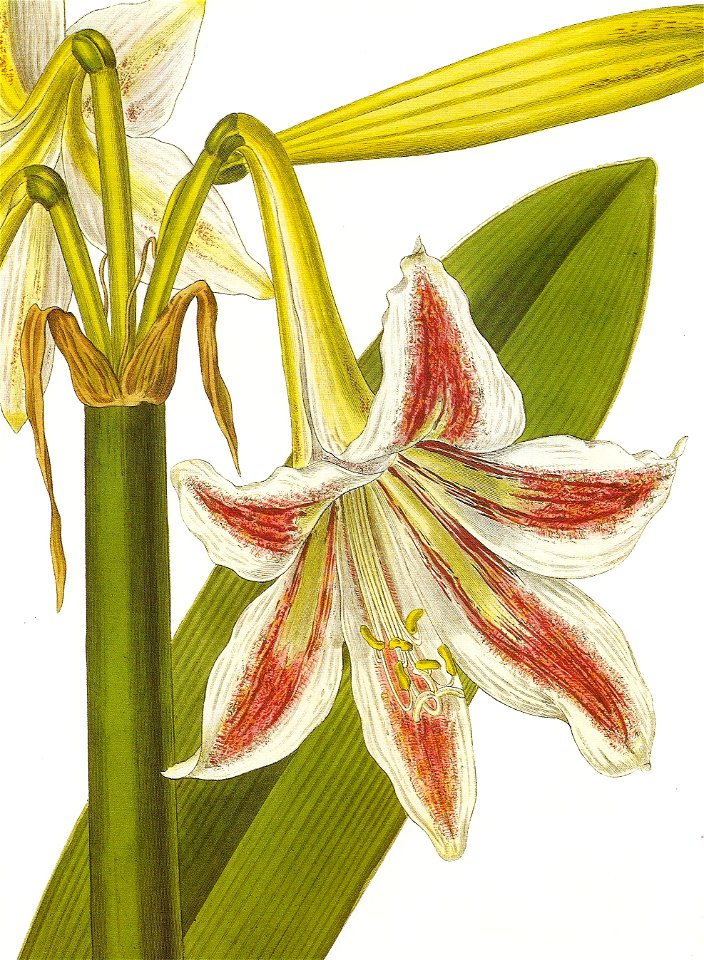 Hippeastrum vittatum RHS