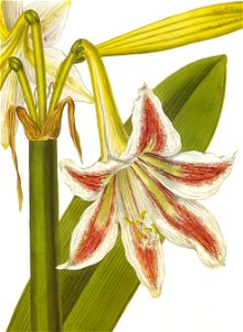 Hippeastrum vittatum RHS