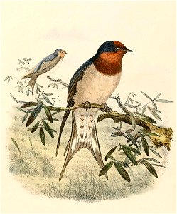 Hirundo neoxena 1894. Free illustration for personal and commercial use.