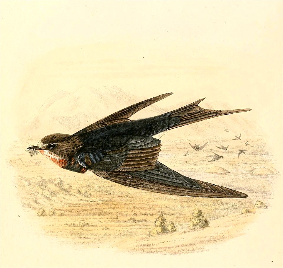Hirundo rustica moulting 1894