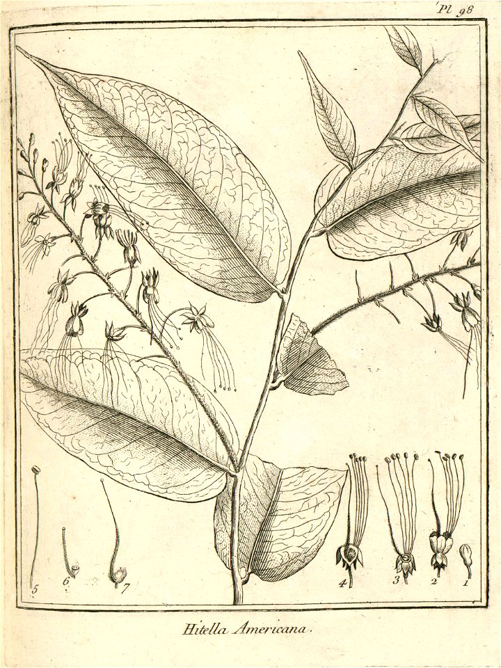 Hirtella americana Aublet 1775 pl 98