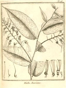 Hirtella americana Aublet 1775 pl 98