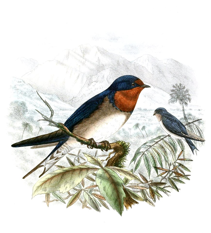 Hirundo angolensis, arcticincta race 1894. Free illustration for personal and commercial use.