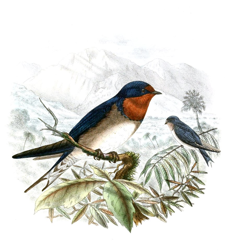 Hirundo angolensis, arcticincta race 1894