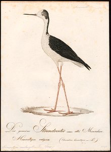 Himantopus autumnalis - 1800-1812 - Print - Iconographia Zoologica - Special Collections University of Amsterdam - UBA01 IZ17400181