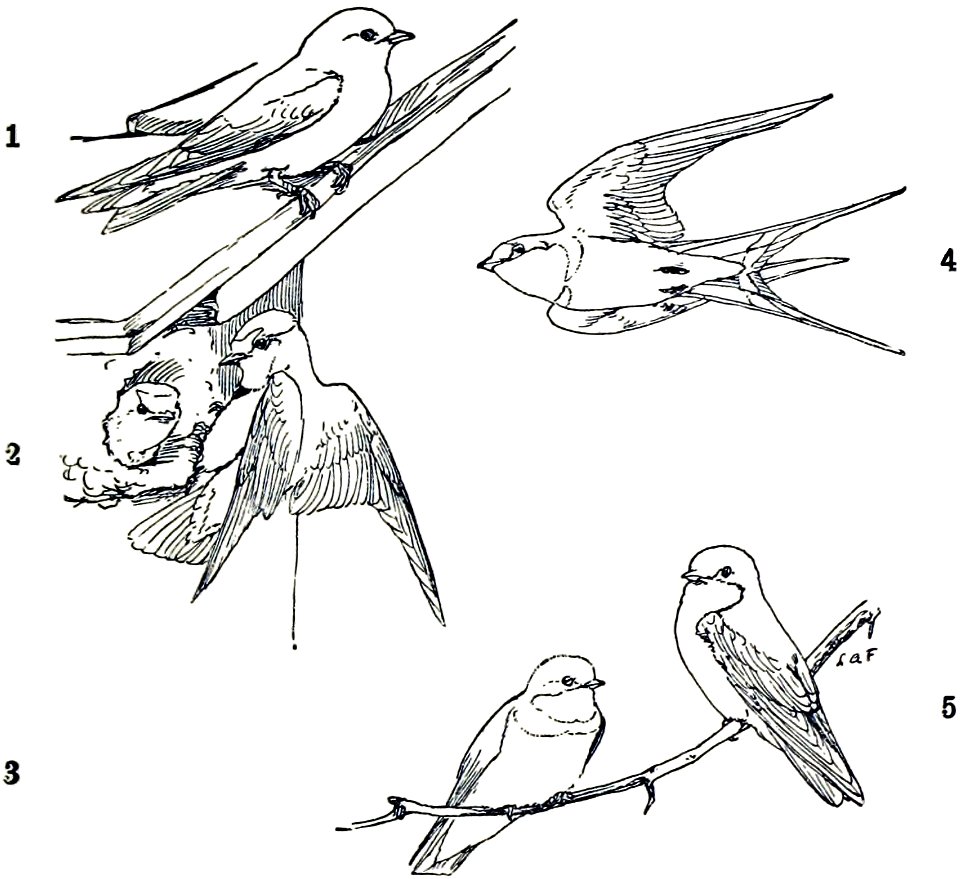 Hirundinidae-MBS 19