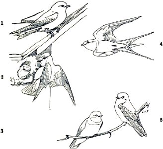 Hirundinidae-MBS 19