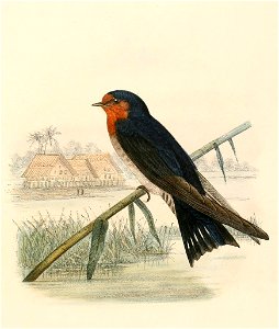 Hirundo tahitica javanica 1894. Free illustration for personal and commercial use.