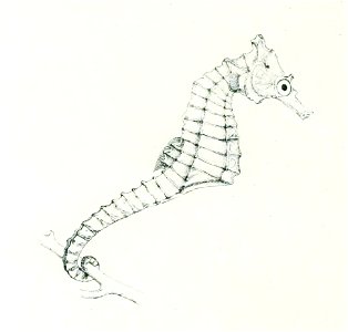 Hippocampus camelopardalis. Free illustration for personal and commercial use.