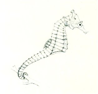 Hippocampus camelopardalis
