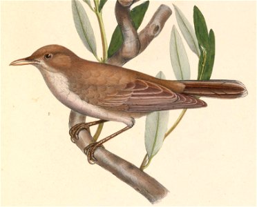 Hippolais olivetorum 1849