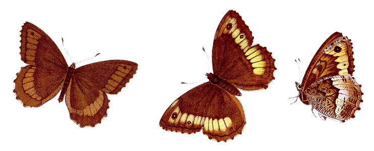 Hipparchia fagi - Großer Waldportier