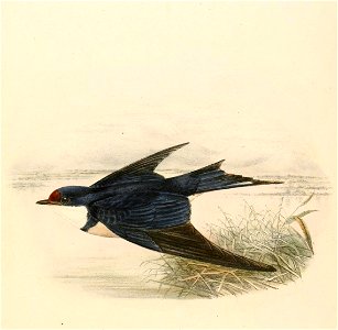 Hirundo albigularis 1894. Free illustration for personal and commercial use.