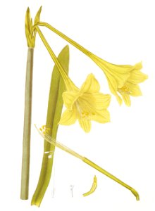 Hippeastrum solandreaflorum RHS