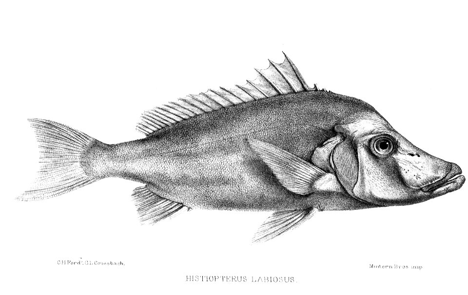 HistiopterusLabiosusFord