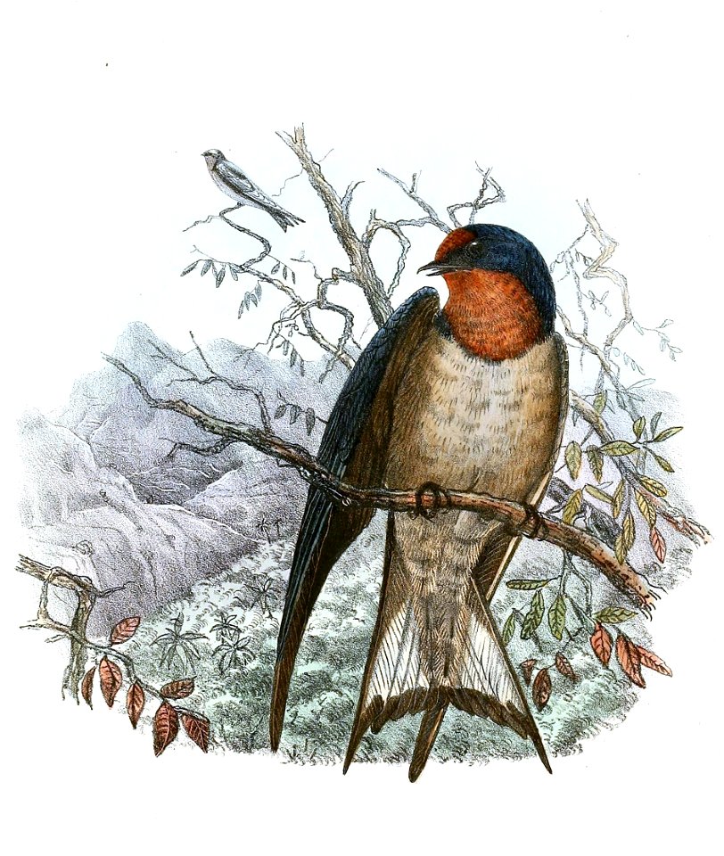 Hirundo angolensis 1894