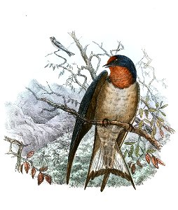 Hirundo angolensis 1894. Free illustration for personal and commercial use.