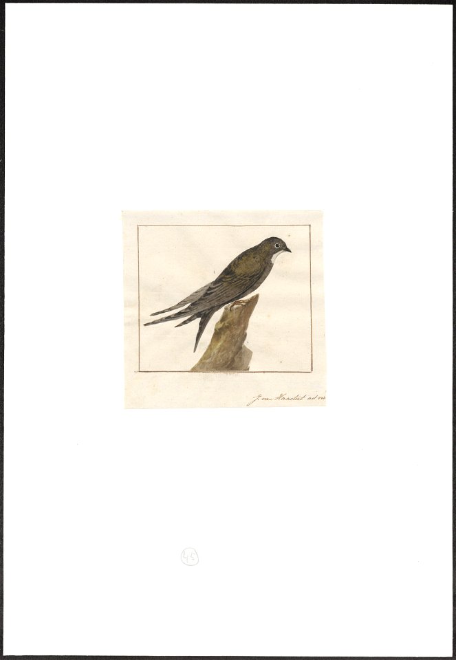 Hirundo apus - 1753-1834 - Print - Iconographia Zoologica - Special Collections University of Amsterdam - UBA01 IZA1000294
