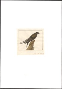 Hirundo apus - 1753-1834 - Print - Iconographia Zoologica - Special Collections University of Amsterdam - UBA01 IZA1000294