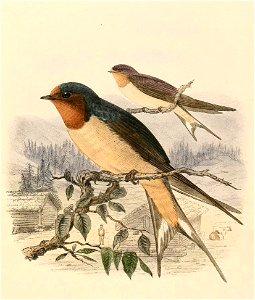 Hirundo rustica erythrogastra 1894. Free illustration for personal and commercial use.