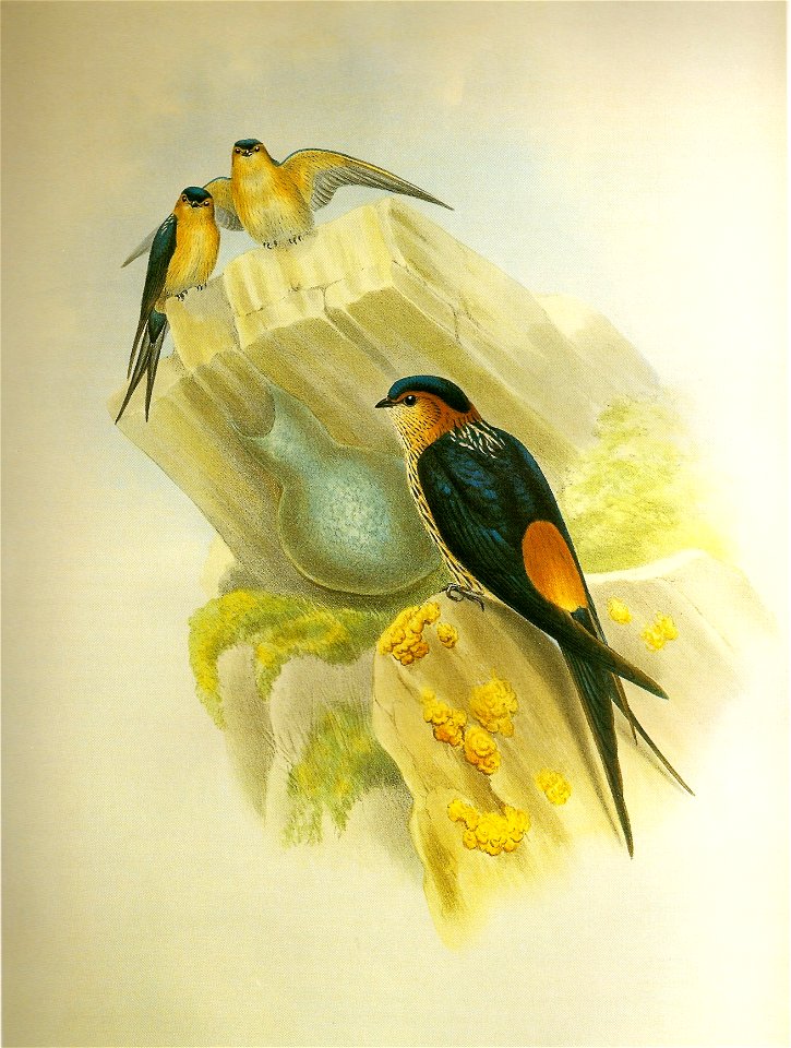 HirundoDauricaGould