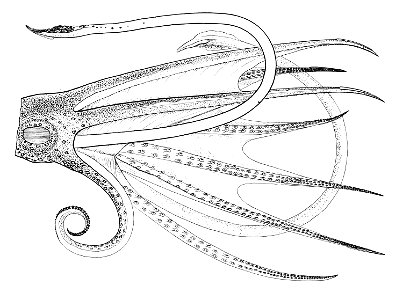 Histioteuthis bonnellii