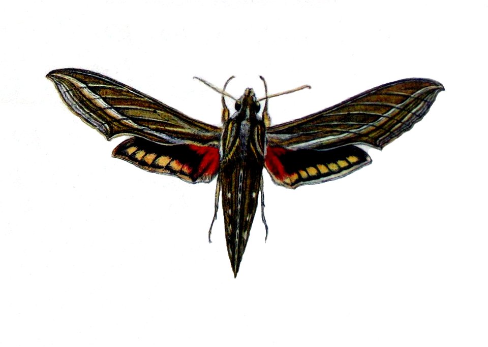 Hippotion celerio00