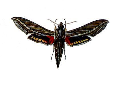 Hippotion celerio00