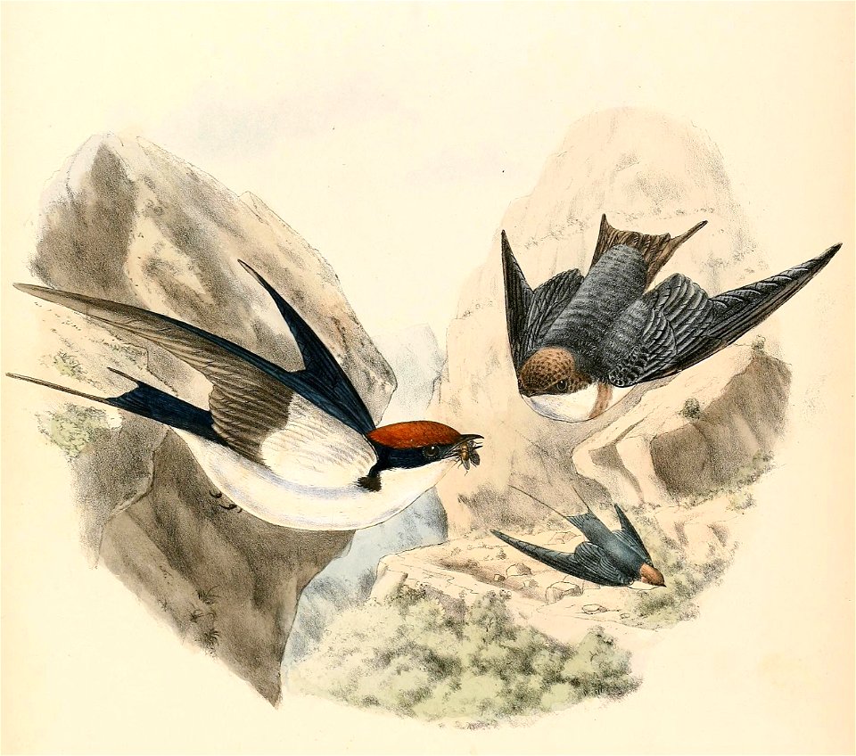 Hirundo smithii female and young 1894