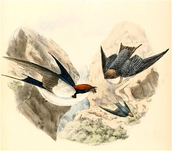 Hirundo smithii female and young 1894. Free illustration for personal and commercial use.