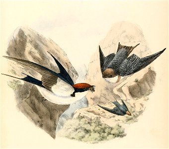 Hirundo smithii female and young 1894