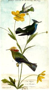 Histoire des oiseaux peints dans (...)Martinet François-Nicolas btv1b8454703b 52